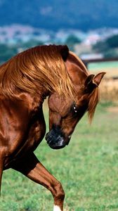 Preview wallpaper horse, grass, running, mane, color