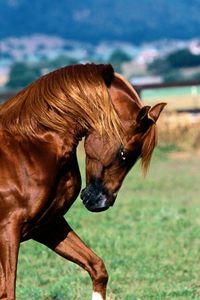 Preview wallpaper horse, grass, running, mane, color