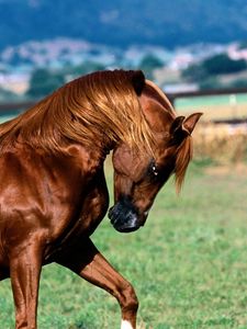Preview wallpaper horse, grass, running, mane, color