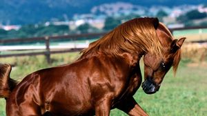 Preview wallpaper horse, grass, running, mane, color