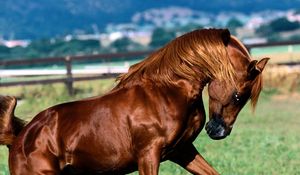 Preview wallpaper horse, grass, running, mane, color