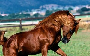 Preview wallpaper horse, grass, running, mane, color