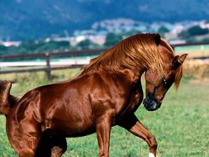 Preview wallpaper horse, grass, running, mane, color