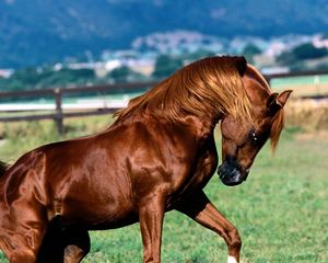 Preview wallpaper horse, grass, running, mane, color
