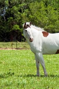 Preview wallpaper horse, grass, spotted, walk