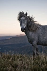 Preview wallpaper horse, grass, spotted, sky, nature