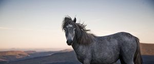 Preview wallpaper horse, grass, spotted, sky, nature