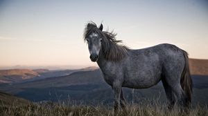 Preview wallpaper horse, grass, spotted, sky, nature