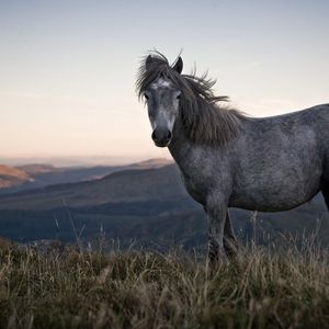 Preview wallpaper horse, grass, spotted, sky, nature