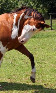 Preview wallpaper horse, grass, spotted, walking