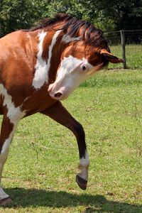 Preview wallpaper horse, grass, spotted, walking