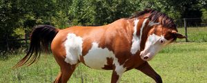 Preview wallpaper horse, grass, spotted, walking