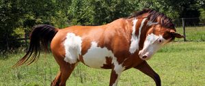 Preview wallpaper horse, grass, spotted, walking