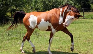 Preview wallpaper horse, grass, spotted, walking