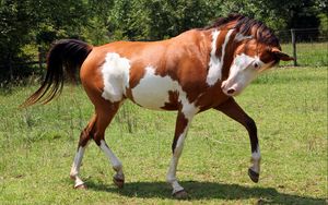 Preview wallpaper horse, grass, spotted, walking