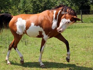 Preview wallpaper horse, grass, spotted, walking