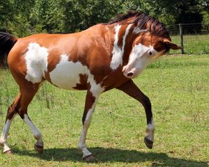 Preview wallpaper horse, grass, spotted, walking