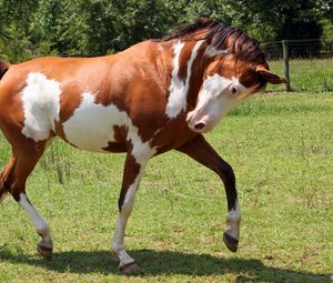 Preview wallpaper horse, grass, spotted, walking