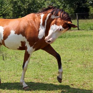 Preview wallpaper horse, grass, spotted, walking