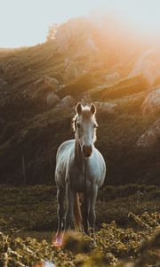 Preview wallpaper horse, grass, sunlight, stones