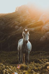 Preview wallpaper horse, grass, sunlight, stones