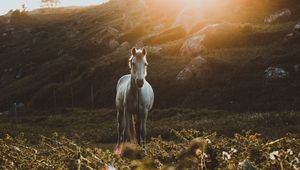 Preview wallpaper horse, grass, sunlight, stones