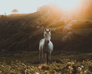 Preview wallpaper horse, grass, sunlight, stones