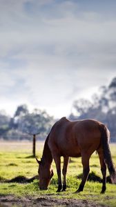 Preview wallpaper horse, grass, trees, walk