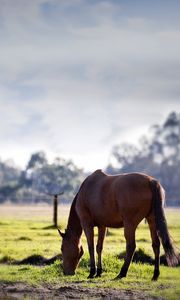 Preview wallpaper horse, grass, trees, walk