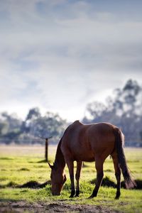 Preview wallpaper horse, grass, trees, walk