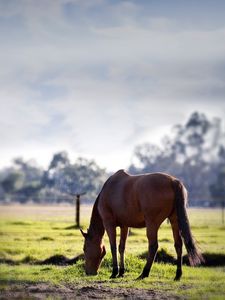 Preview wallpaper horse, grass, trees, walk