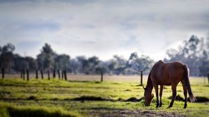 Preview wallpaper horse, grass, trees, walk