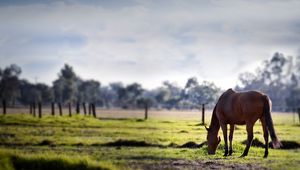 Preview wallpaper horse, grass, trees, walk