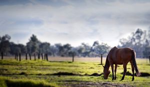 Preview wallpaper horse, grass, trees, walk