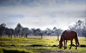 Preview wallpaper horse, grass, trees, walk