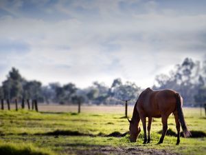 Preview wallpaper horse, grass, trees, walk