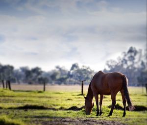 Preview wallpaper horse, grass, trees, walk