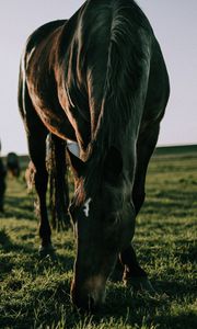 Preview wallpaper horse, grass, walk