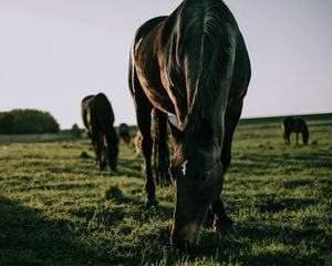 Preview wallpaper horse, grass, walk