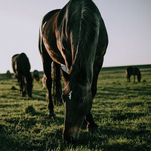 Preview wallpaper horse, grass, walk