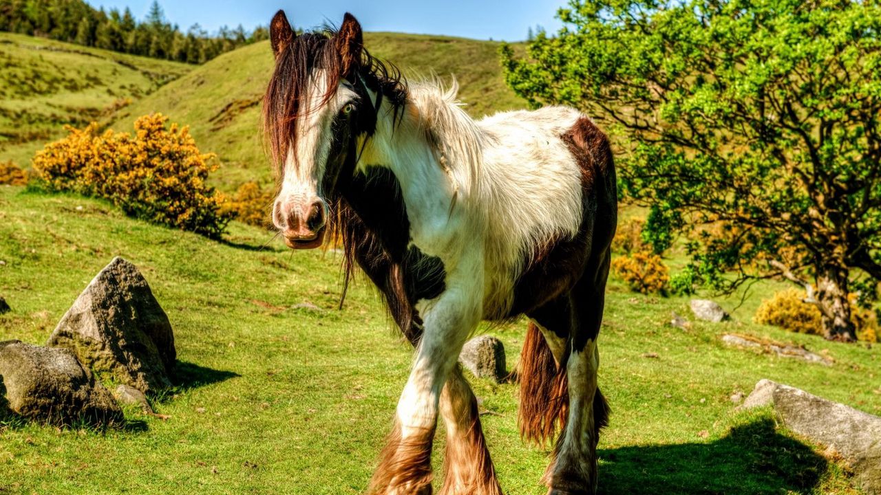 Wallpaper horse, grass, walk, mane