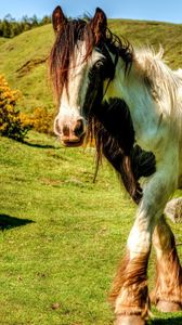 Preview wallpaper horse, grass, walk, mane