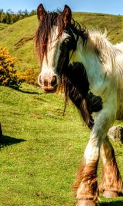 Preview wallpaper horse, grass, walk, mane