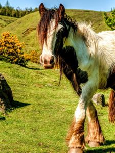 Preview wallpaper horse, grass, walk, mane