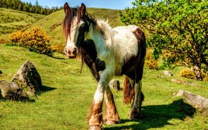 Preview wallpaper horse, grass, walk, mane