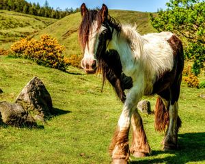 Preview wallpaper horse, grass, walk, mane