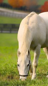 Preview wallpaper horse, grass, walk, food