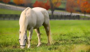 Preview wallpaper horse, grass, walk, food