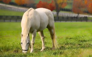 Preview wallpaper horse, grass, walk, food