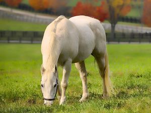 Preview wallpaper horse, grass, walk, food